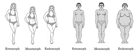 Examples of body shapes and types